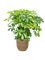 Schefflera arboricola 'Compacta' Bush - Foto 59457