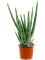 Aloe vera barbadensis 6/tray - Foto 59494