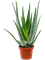 Aloe vera barbadensis 6/tray - Foto 59495