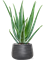 Aloe vera barbadensis - Foto 59496