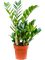 Zamioculcas zamiifolia 6/tray Tuft - Foto 59500