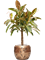 Ficus elastica 'Melany' - Foto 59545