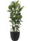 Ficus elastica 'Robusta' Tuft - Foto 59547