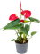 Anthurium andraeanum 'Bambino' 6/tray Red - Foto 59553