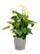 Anthurium andraeanum 'Sumi' - Foto 59558
