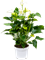 Anthurium andraeanum 'White Champion' 4/tray Bush White - Foto 59560