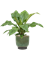 Anthurium elipticum 'Jungle Bush' Bush - Foto 59564