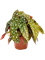 Begonia 'Maculata' 6/tray - Foto 59566