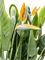 Strelitzia reginae - Foto 59581