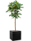 Ficus cyathistipula Stem - Foto 59593