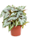Begonia 'AsianTundra' 4/tray - Foto 59613