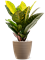 Croton (Codiaeum) variegatum 'Petra' - Foto 59619