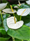 Anthurium andraeanum 'Alaska' Bush White - Foto 59674