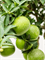 Citrus aurantium 'Chinotto' - Foto 59706