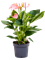 Anthurium andraeanum 'Joli' 6/tray Pink - Foto 59716