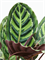 Calathea rosea-picta var. illustris Bush - Foto 59720