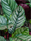 Calathea sanderiana Bush - Foto 59722