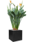 Strelitzia reginae in Fiberstone - Foto 62818