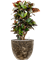 Croton (Codiaeum) variegatum 'Petra' in Baq Lava - Foto 63001