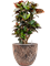 Croton (Codiaeum) variegatum 'Petra' in Baq Lava - Foto 63003