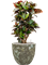 Croton (Codiaeum) variegatum 'Petra' in Baq Lava - Foto 63007