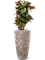 Croton (Codiaeum) variegatum 'Petra' in Baq Lava - Foto 63095