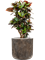 Croton variegatum 'Petra' in Baq Luxe Lite Universe - Foto 63390
