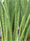Sansevieria cylindrica 'Spikes' in Terra Cotta - Foto 63521