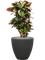 Croton (Codiaeum) variegatum 'Petra' in Baq Polystone Plain - Foto 63568