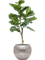 Ficus lyrata in Baq Opus Hammered - Foto 64018