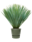 Yucca rostrata in Greenville - Foto 64169