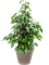 Ficus benjamina 'Danielle' in Terra Cotta - Foto 64387