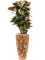 Croton (Codiaeum) variegatum 'Petra' in Baq Facets Jenga - Foto 64441