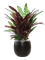 Calathea insignis in Marly - Foto 64500