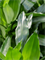 Dracaena fragrans 'Janet Craig' in Baq Metallic Silver leaf - Foto 64624