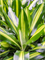 Dracaena fragrans 'Cintho' in Baq Metallic Silver leaf - Foto 64657