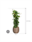 Philodendron scandens in Baq Polystone Coated Plain - Foto 64679