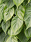 Philodendron scandens in Baq Polystone Coated Plain - Foto 64680