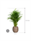 Dypsis (Areca) lutescens in Baq Polystone Coated Plain - Foto 64684
