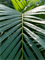 Dypsis (Areca) lutescens in Baq Polystone Coated Plain - Foto 64685