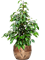 Ficus benjamina 'Danielle' in Baq Opus Raw - Foto 64721