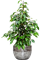Ficus benjamina 'Danielle' in Baq Opus Raw - Foto 64756