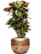 Croton (Codiaeum) variegatum 'Petra' in Baq Opus Raw - Foto 64770