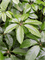 Schefflera actinophylla 'Amate' in Baq Luxe Lite Wrinkle - Foto 64957