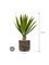Agave in Baq Luxe Lite Universe Waterfall - Foto 65235