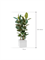 Ficus elastica 'Robusta' in Baq Line-Up - Foto 65496
