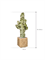 Euphorbia ingens marmorata in Bohemian - Foto 65579