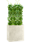 Cissus rotundifolia in Grigio - Foto 65596