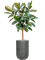 Ficus elastica 'Robusta' in Ridged Horizontally - Foto 67629