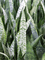 Sansevieria zeylanica in Fiberstone - Foto 68292